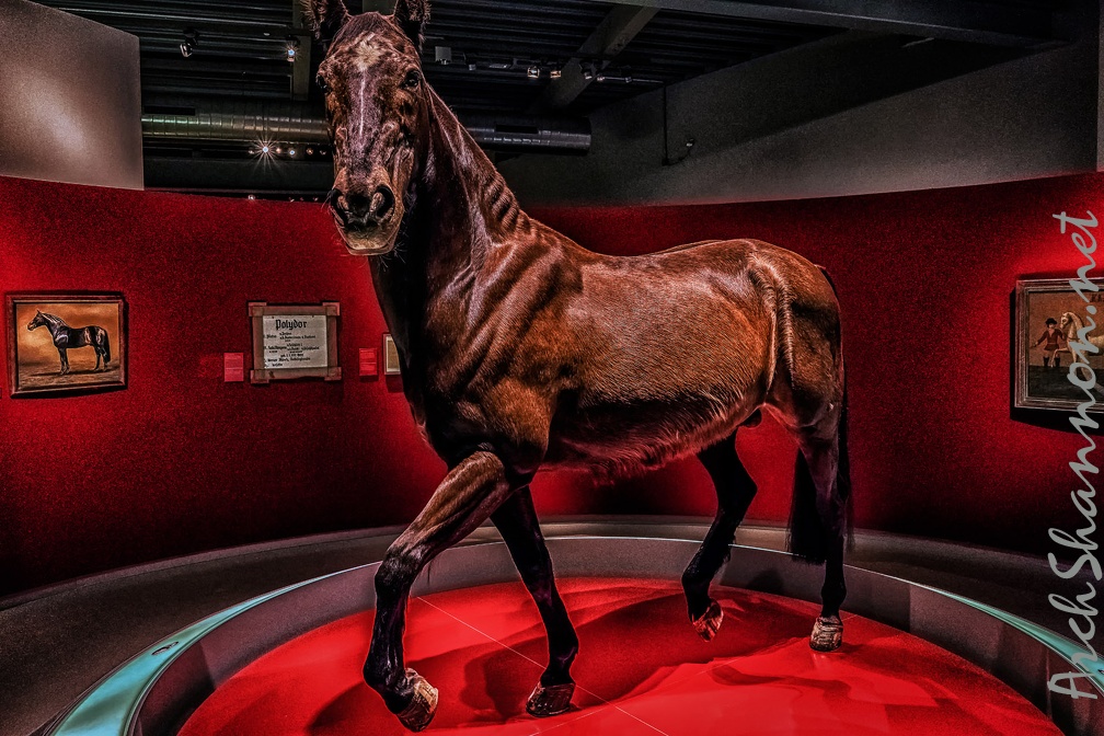 332-muenster - horse museum