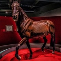 332-muenster - horse museum