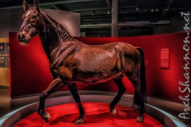 333-muenster - horse museum