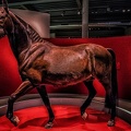 333-muenster - horse museum