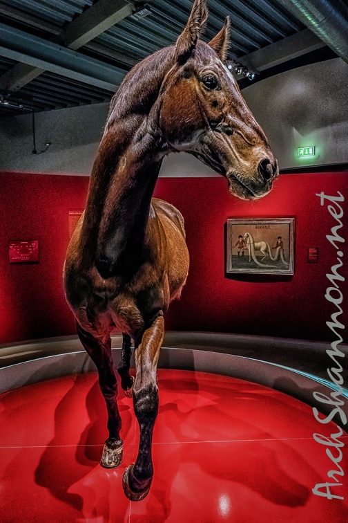334-muenster - horse museum