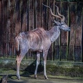 045-duisburg zoo