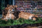 082-duisburg zoo
