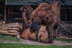 115-duisburg zoo