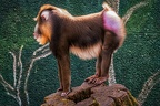 206-duisburg zoo