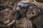 331-duisburg zoo