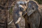 334-duisburg zoo