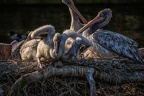 365-duisburg zoo