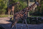 382-duisburg zoo