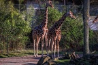 384-duisburg zoo