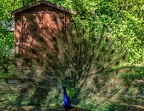 056-oberhausen-duisburg-animal park in the kaisergarten - peacock