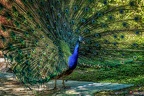 060-oberhausen-duisburg-animal park in the kaisergarten - peacock
