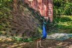 074-oberhausen-duisburg-animal park in the kaisergarten - peacock