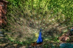 081-oberhausen-duisburg-animal park in the kaisergarten - peacock