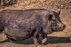 089-oberhausen-duisburg-animal park in the kaisergarten - minipig