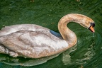 102-oberhausen-duisburg-animal park in the kaisergarten - swan