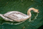 103-oberhausen-duisburg-animal park in the kaisergarten - swan