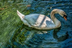 104-oberhausen-duisburg-animal park in the kaisergarten - swan