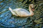 106-oberhausen-duisburg-animal park in the kaisergarten - swan