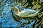 107-oberhausen-duisburg-animal park in the kaisergarten - swan