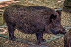 117-oberhausen-duisburg-animal park in the kaisergarten - wild boar