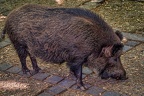 118-oberhausen-duisburg-animal park in the kaisergarten - wild boar