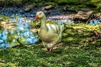 122-oberhausen-duisburg-animal park in the kaisergarten - goose