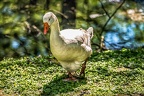 125-oberhausen-duisburg-animal park in the kaisergarten - goose
