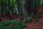 020-lohmar-forest