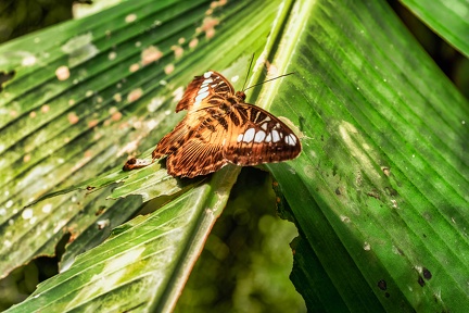001-maximilian park hamm - butterfly house