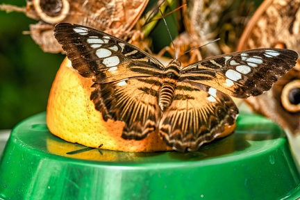 004-maximilian park hamm - butterfly house