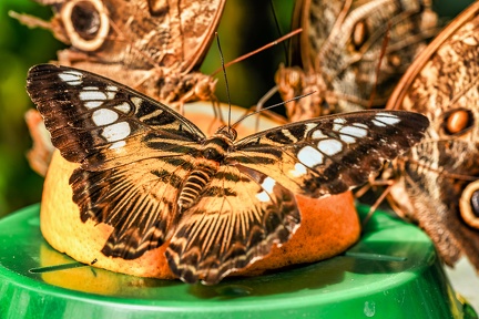 003-maximilian park hamm - butterfly house