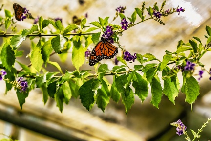 006-maximilian park hamm - butterfly house