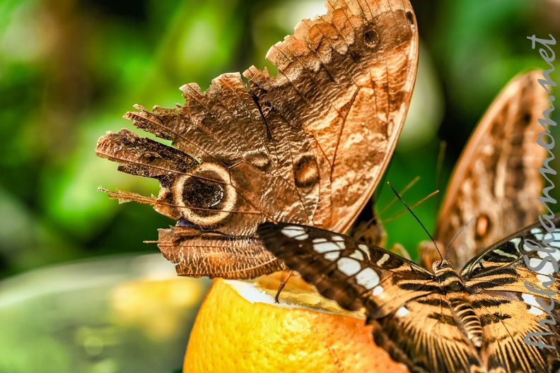 005-maximilian park hamm - butterfly house.jpg