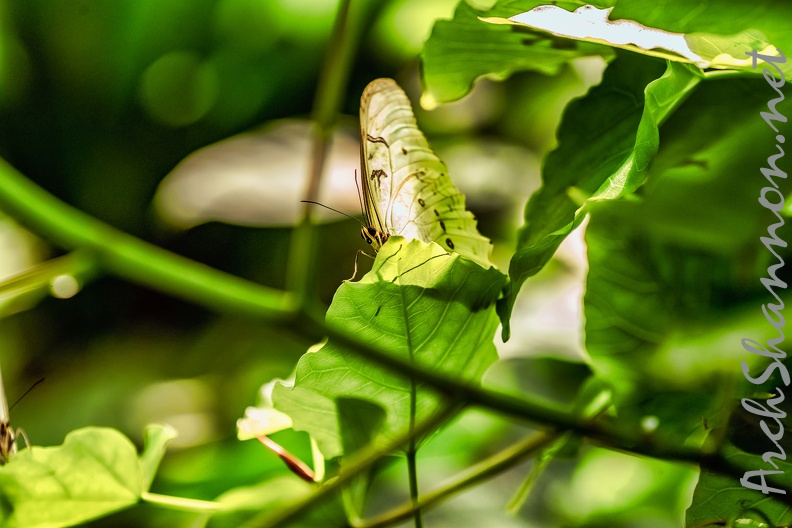 026-maximilian park hamm - butterfly house.jpg