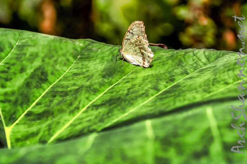 029-maximilian park hamm - butterfly house.jpg