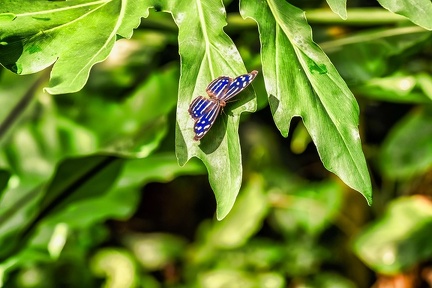 039-maximilian park hamm - butterfly house