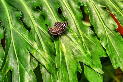 041-maximilian park hamm - butterfly house