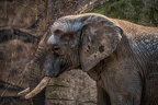 0075-duisburg zoo