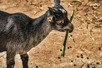 0280 - vienna - castle schoenbrunn zoo