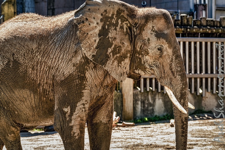 0294 - vienna - castle schoenbrunn zoo