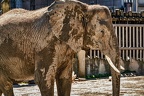 0294 - vienna - castle schoenbrunn zoo