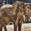 0295 - vienna - castle schoenbrunn zoo