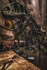 1809 - natural history museum vienna