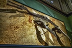 1811 - natural history museum vienna