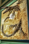1812 - natural history museum vienna