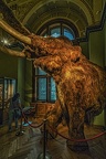 1822 - natural history museum vienna