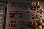 1834 - natural history museum vienna