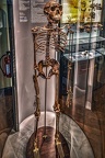 1855 - natural history museum vienna