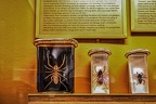1909 - natural history museum vienna